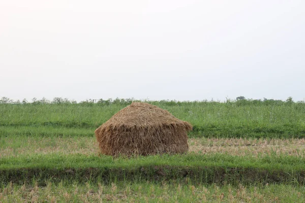 Çiftlikteki Kuru Bir Çeltik Ağacının Inek Yemesi Için Yakın Plan — Stok fotoğraf