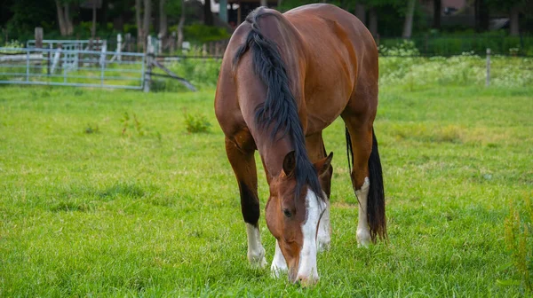 Hermoso Tiro Caballo Marrón Pastando Tierra Cultivo Fondo Los Árboles —  Fotos de Stock