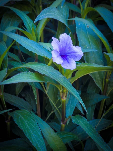 Close Uma Flor Azul Ruellia Simplex Com Longas Folhas Verdes — Fotografia de Stock