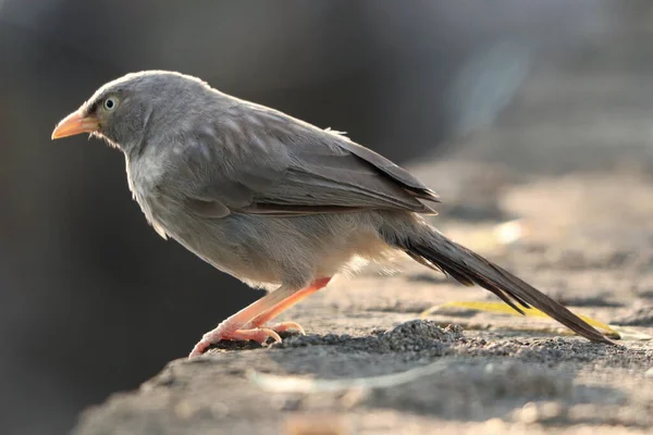 Ett Mjukt Fokus Djungel Babbler Uppflugen Avsats Skogen — Stockfoto