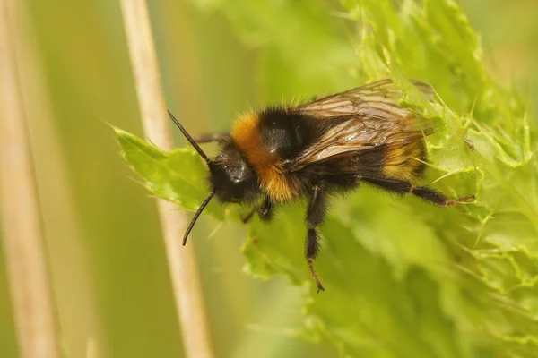 Ένα Κοντινό Πλάνο Ενός Αρσενικού Πεδίου Από Κλεπτοπαρασίτο Κούκου Μέλισσα — Φωτογραφία Αρχείου