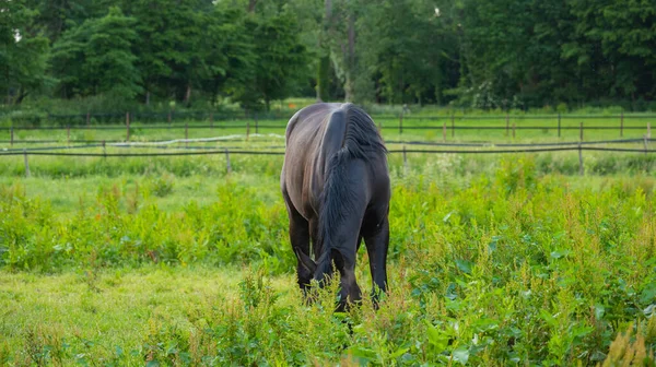 一匹棕色的马在农田里吃草的美丽镜头 — 图库照片