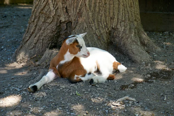 Tir Une Petite Chèvre Couchée Sur Sol — Photo