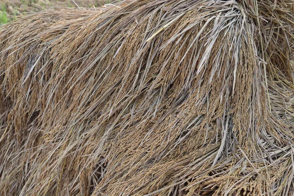 Uma Vista Perto Uma Fazenda Arrozais Maduros Campo Para Colheita — Fotografia de Stock