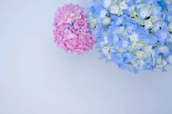 青い表面に花瓶に美しい青とピンクのアジサイの花 — ストック写真