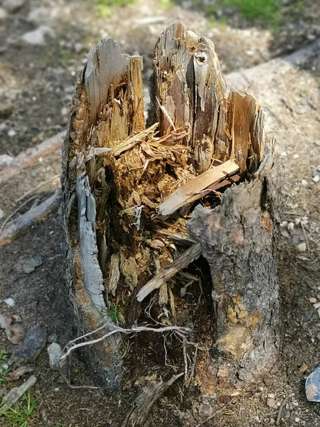 Вертикальный Снимок Вырубленного Ствола Дерева — стоковое фото