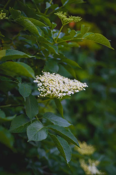 Eine Vertikale Aufnahme Weißer Sambucus Blüten Auf Einem Strauch — Stockfoto