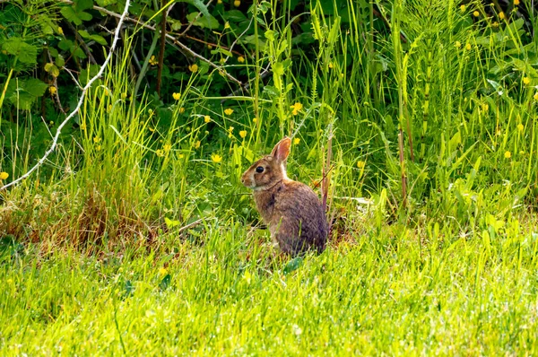 Coniglio Carino Piedi Sull Erba — Foto Stock