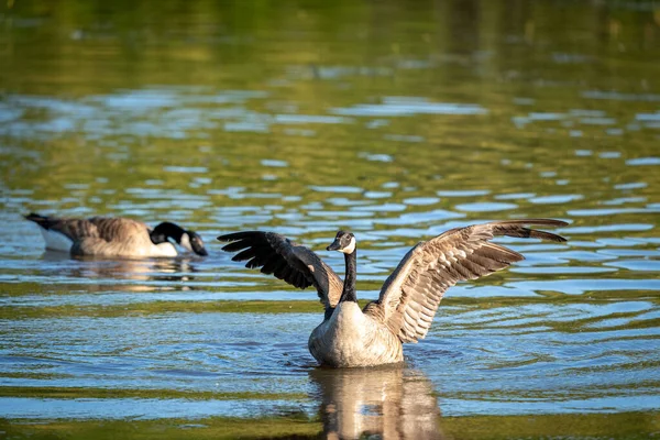 Closeup Shot Canadian Goose Lake — Stock Photo, Image