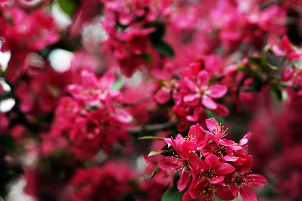 Een Close Shot Van Boom Bloesem — Stockfoto