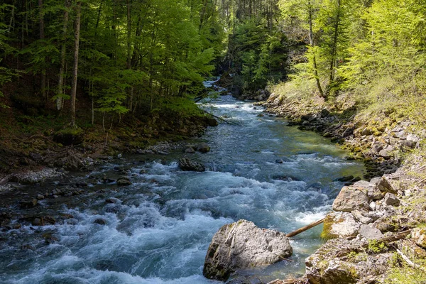 Malebný Pohled Řeku Protékající Lesem — Stock fotografie