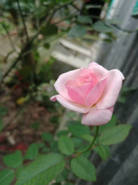 Primo Piano Giardino Rosa Aumentato Che Cresce Giardino — Foto Stock