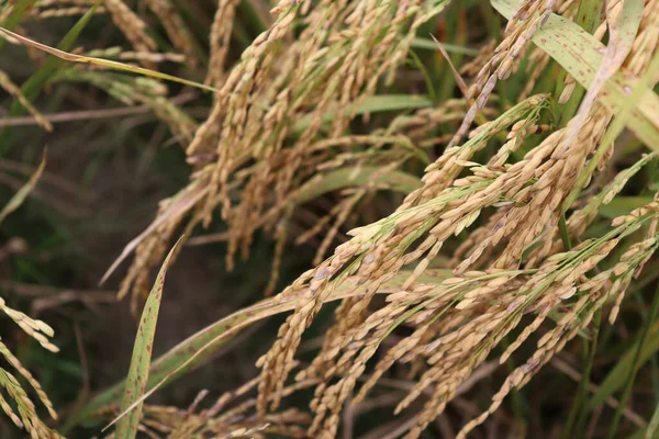 Vue Une Ferme Rizicole Mûre Champ Pour Récolte Vente — Photo