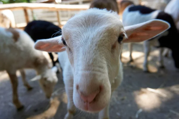 Een Close Van Een Grappig Schaap Grazen Boerderij — Stockfoto