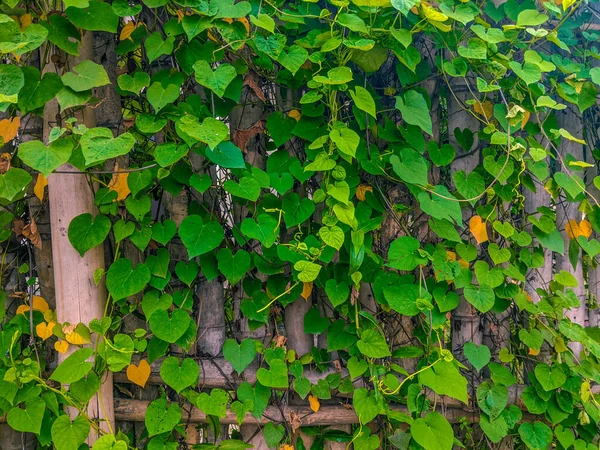 Folhas Verdes Uma Planta Hera Agarradas Cerca — Fotografia de Stock