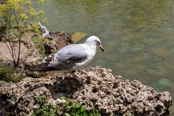 湖の岸に落ちたカモメのクローズアップショット — ストック写真