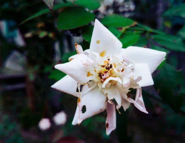 Uma Vista Fofa Uma Flor Branca Com Matizes Coloridos Crescendo — Fotografia de Stock