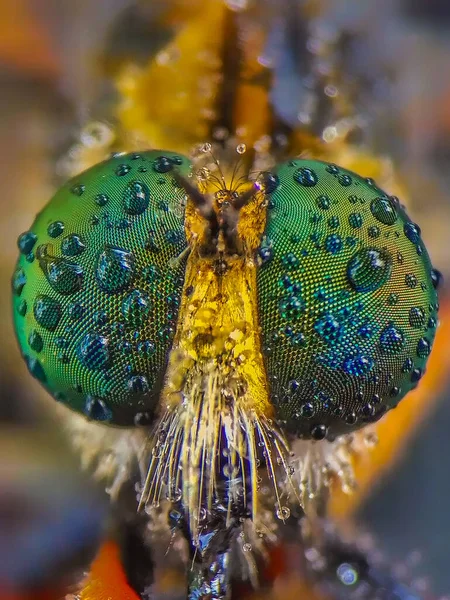 Macro Shot Large Faceted Eyes Robber Fly Assassin Fly Raindrops — Stock Photo, Image