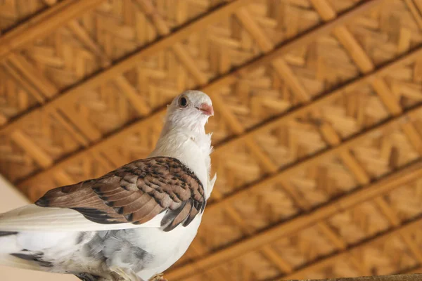 Close Pombo Branco Com Asas Castanhas Empoleiradas Terraço — Fotografia de Stock