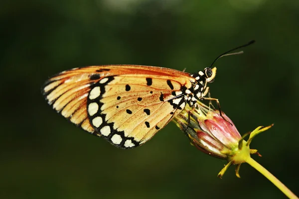 Uma Borboleta Laranja Preta Empoleirada Uma Flor — Fotografia de Stock