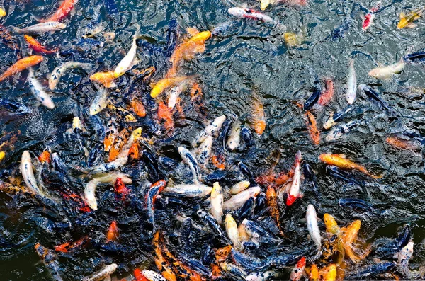 Sebuah Gambar Tampilan Atas Ikan Berwarna Warni Danau — Stok Foto