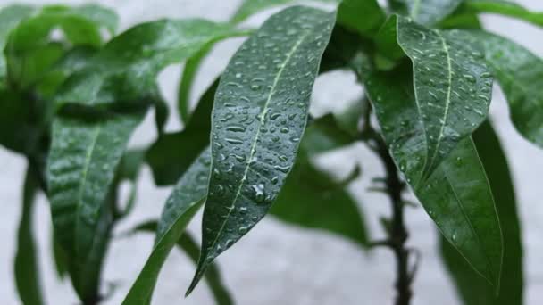 Yağmurlu Bir Günde Mango Yapraklarının Yakın Çekim Görüntüsü — Stok video