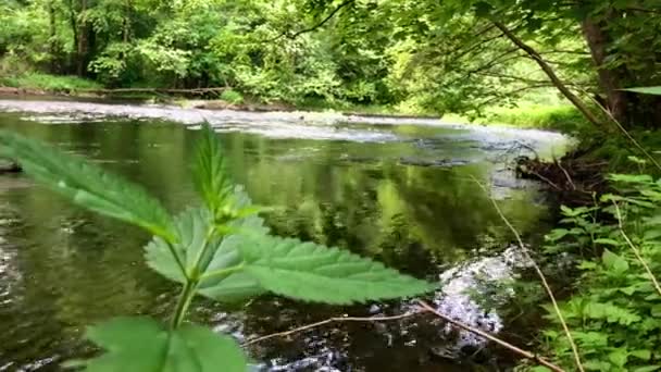 Ein Malerischer Blick Auf Fließendes Wasser Fluss Wald — Stockvideo