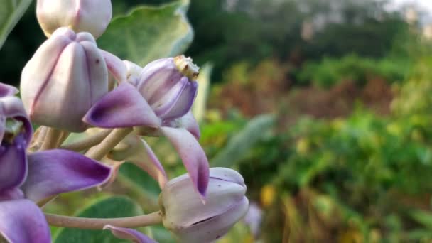 Крупный План Гигантских Цветков Калотропа Поле — стоковое видео