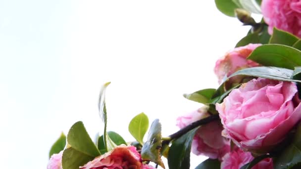 Bloeiende Roze Camelia Bloemen Tegen Een Witte Achtergrond — Stockvideo