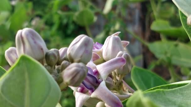 Eine Nahaufnahme Von Riesigen Kalotrope Blumen Auf Dem Feld — Stockvideo
