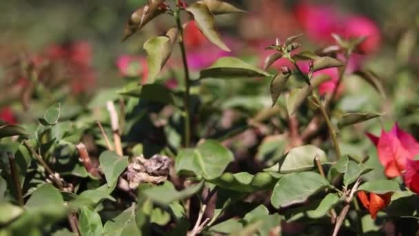 Ένα Πλάνο Ενός Όμορφου Κήπου Φρέσκα Ροζ Λουλούδια Μια Ηλιόλουστη — Αρχείο Βίντεο
