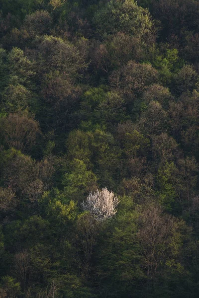 Una Hermosa Vista Bosque Con Árboles Gruesos Que Crecen Sombrío —  Fotos de Stock