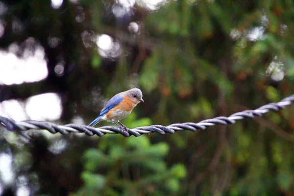 Μια Επιλεκτική Φωτογραφία Ενός Ανατολικού Bluebird Σκαρφαλωμένη Ένα Καλώδιο — Φωτογραφία Αρχείου