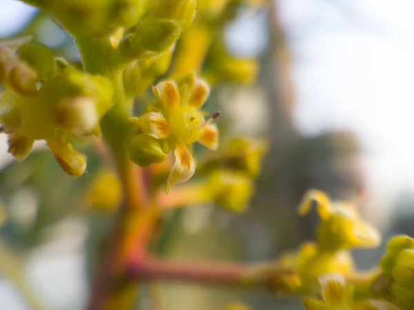 Bicchierino Fiori Brillanti — Foto Stock