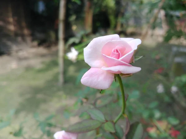 Gros Plan Une Rose Rosée Poussant Dans Jardin — Photo