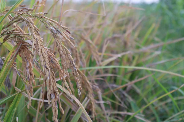 Uma Vista Uma Fazenda Arrozais Maduros Campo Para Colheita Venda — Fotografia de Stock