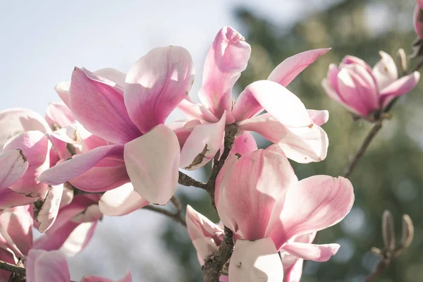 Tiro Baixo Ângulo Flores Cor Rosa Magnolia Florescendo Uma Árvore — Fotografia de Stock