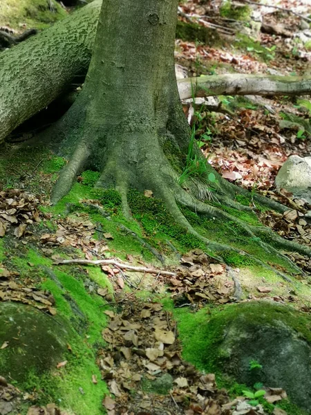 Colpo Verticale Radici Albero Muschiose Parco — Foto Stock