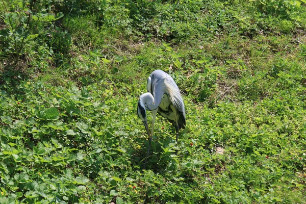 Gros Plan Héron Dans Une Forêt Nature Verdoyante — Photo