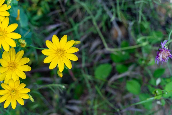 Ein Kopfschuss Blühender Gelber Blumen Grünen — Stockfoto