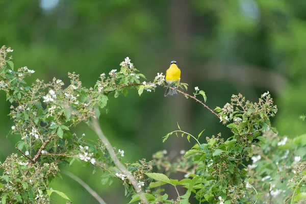 在树枝上的一只美丽的黄鸟 — 图库照片