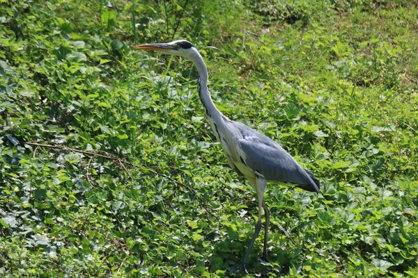 Een Close Opname Van Een Reiger Een Bos Met Weelderige — Stockfoto