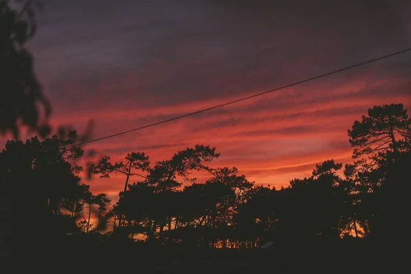 Силуэт Изображающий Деревья Поле Захватывающем Закате — стоковое фото