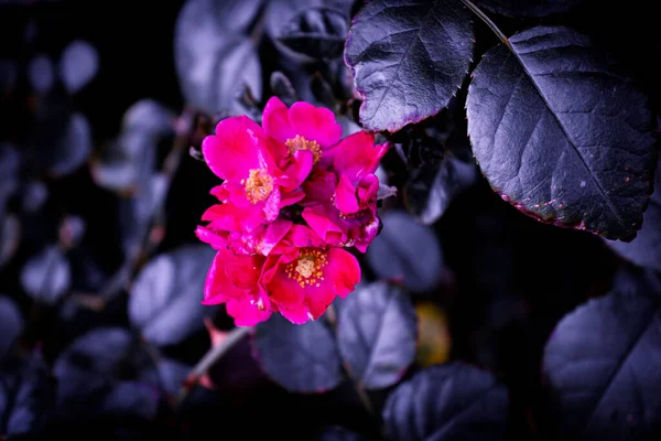 Eine Horizontale Tapete Aus Rosa Primeln Mit Dunklen Blättern — Stockfoto