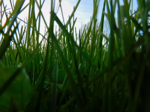 Une Prise Vue Sélective Herbe Verte — Photo