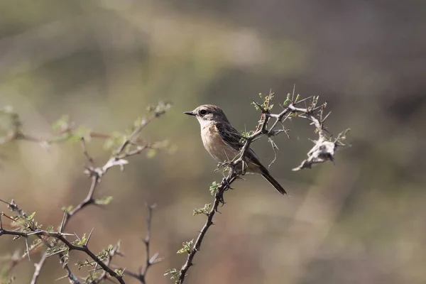 Een Zachte Focus Van Een Siberische Steenbok Een Boomtak — Stockfoto