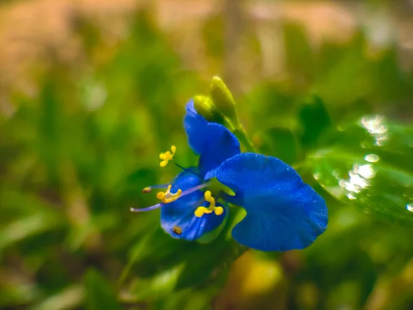 Zbliżenie Ujęcie Kwitnącego Dayflower — Zdjęcie stockowe