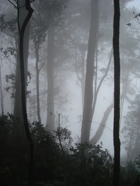 Pionowe Ujęcie Przerażającego Mglistego Lasu — Zdjęcie stockowe