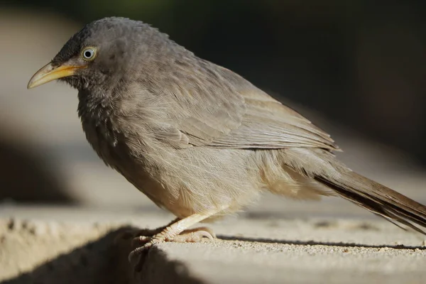 Ett Mjukt Fokus Djungel Babbler Uppflugen Avsats Skogen — Stockfoto