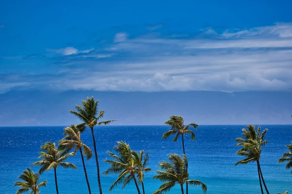 Een Luchtfoto Van Groeiende Palmbomen Met Zee Achtergrond — Stockfoto